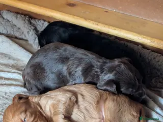 Cocker Spaniel dogs Working Cocker Spaniel Puppies - Advert 1