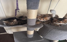 Scottish Fold cats for sale: 5 British Longhair and Scottish Straight kittens  - Image 19