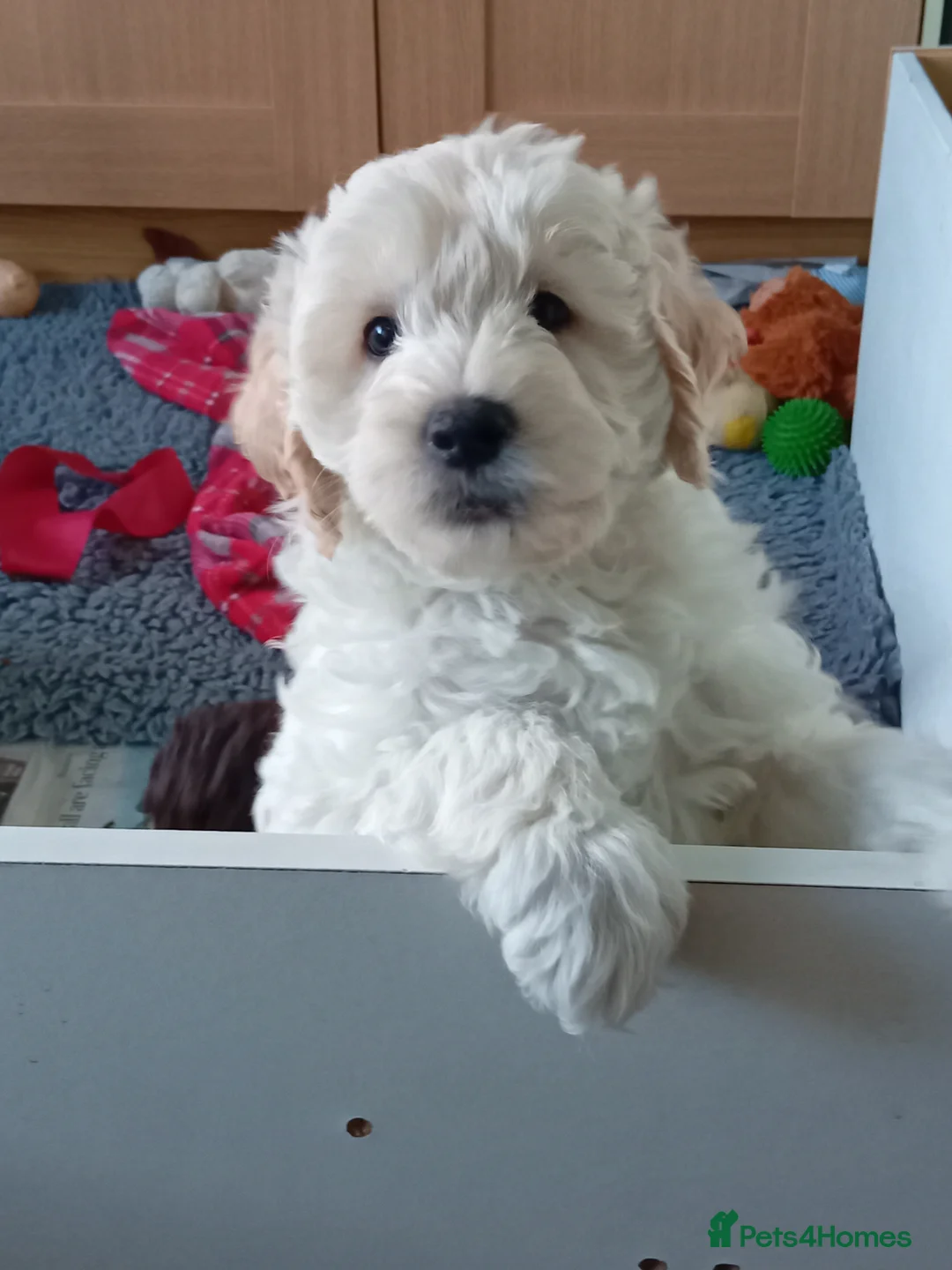 Mini Goldendoodle dogs for sale: Gorgeous Miniature Double Doodle puppies  - Advert 7