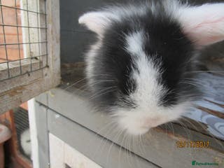 English Lop rabbits adorable rabbits for adoption - Advert 2