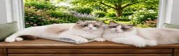 Ragdoll cats for sale: WORLD BEATIFUL RAGDOLL KITTEN / FIFE - Advert 28