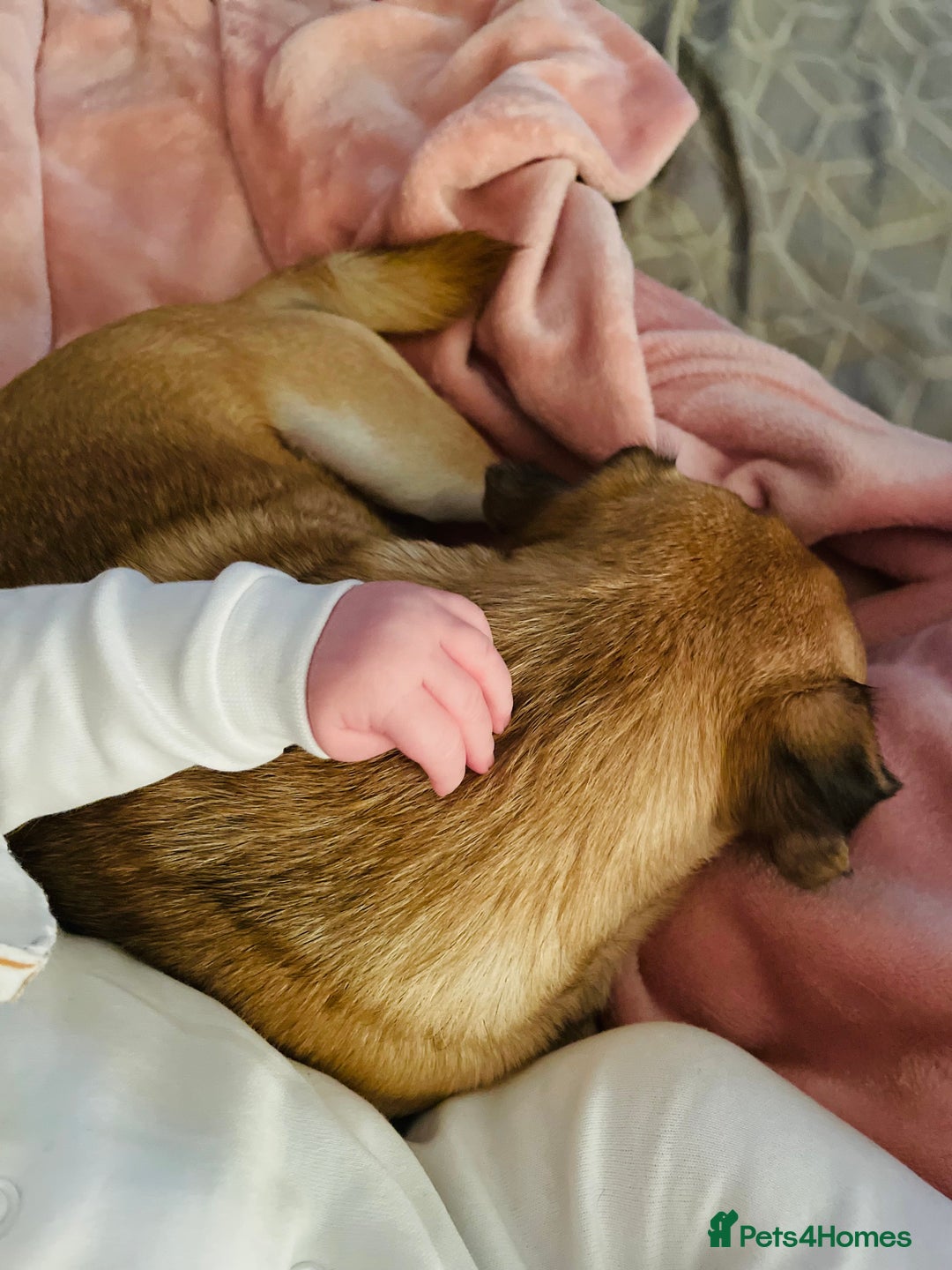 Chug dogs for sale: Winston - Chug - Advert 6