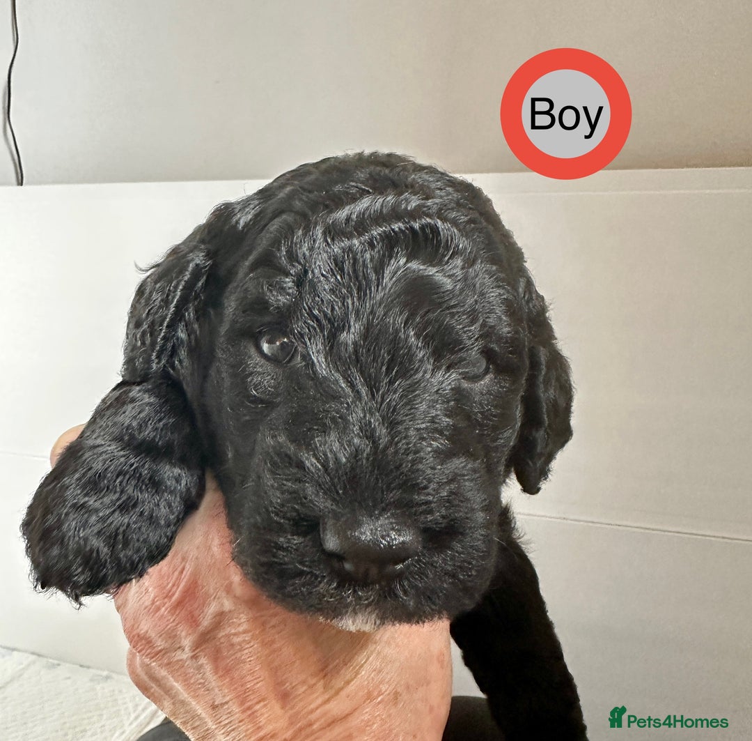 Goldendoodle dogs for sale: Standard Golden Sheepadoodle puppies - Image 16
