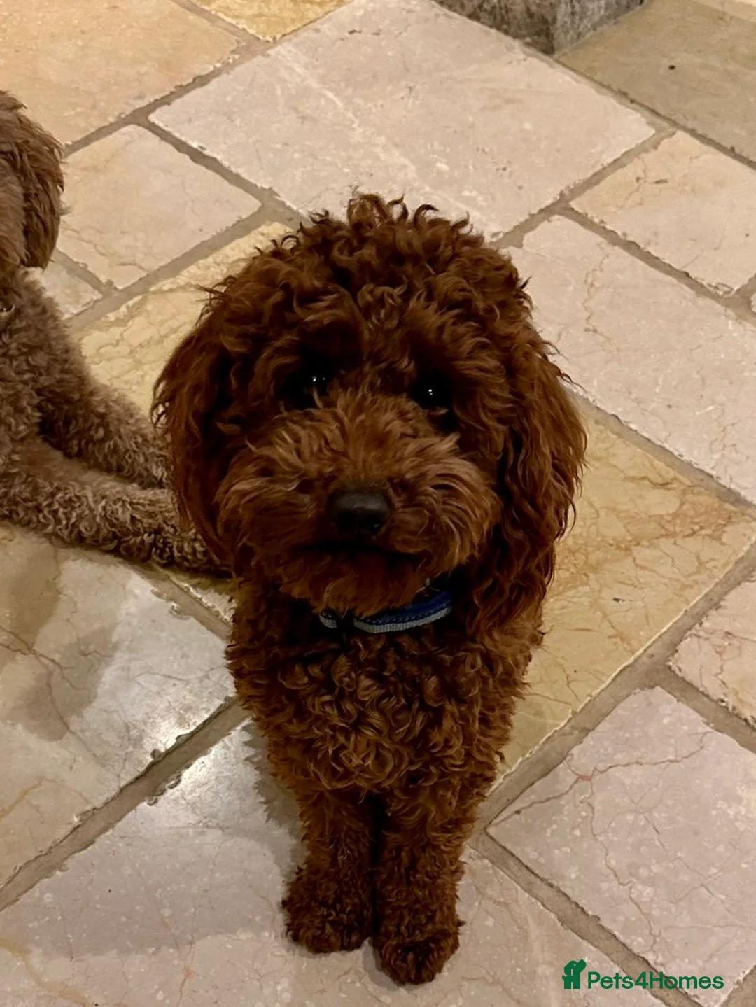 Miniature Poodle dogs for stud: Deep red KC reg miniature poodle stud in Tonbridge - Advert 4