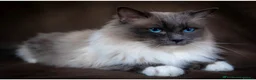 Ragdoll cats for sale: Beautiful boy  - Advert 19
