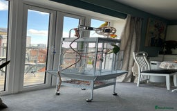 Ringnecks birds for sale: Male and Femele couple + Very good cage - Image 8