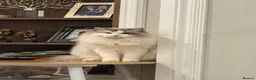 Ragdoll cats for sale: Adorable ragdoll for sale - Advert 5