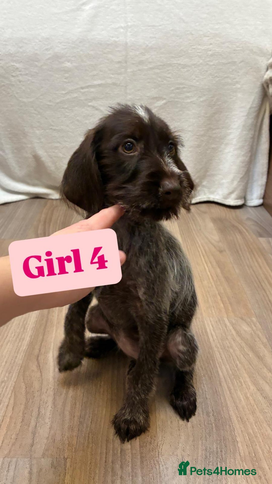 German Wirehaired Pointer dogs for sale: German wire hair pointers for sale - Advert 26