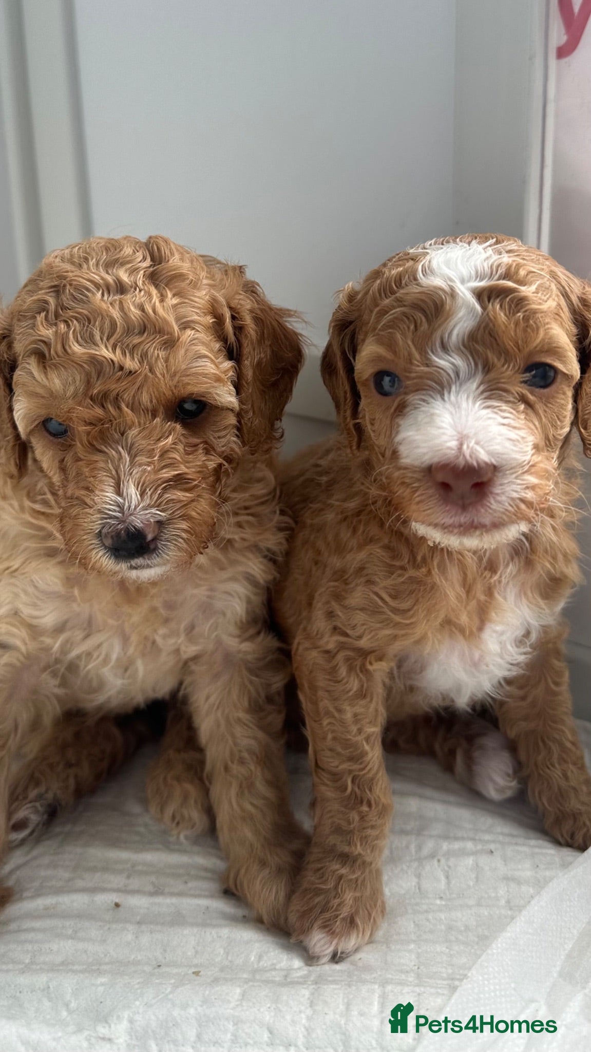 Cockapoo dogs Beautiful F2B Toy Cockapoo Puppies Ready 1st July  - Advert 10