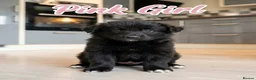 German Shepherd dogs for sale: 8 chunky long haired German shepherds puppies - Advert 17