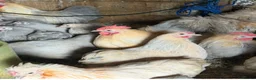 Chickens poultry for sale: Isabella porcelain pekin chickens  - Advert 7