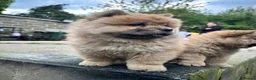Chow Chow dogs for sale: Chow chow  - Advert 11