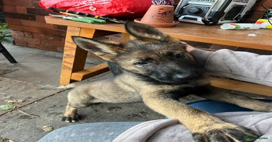 German Shepherd dogs - Advert 15