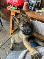 German Shepherd dogs - Advert 15