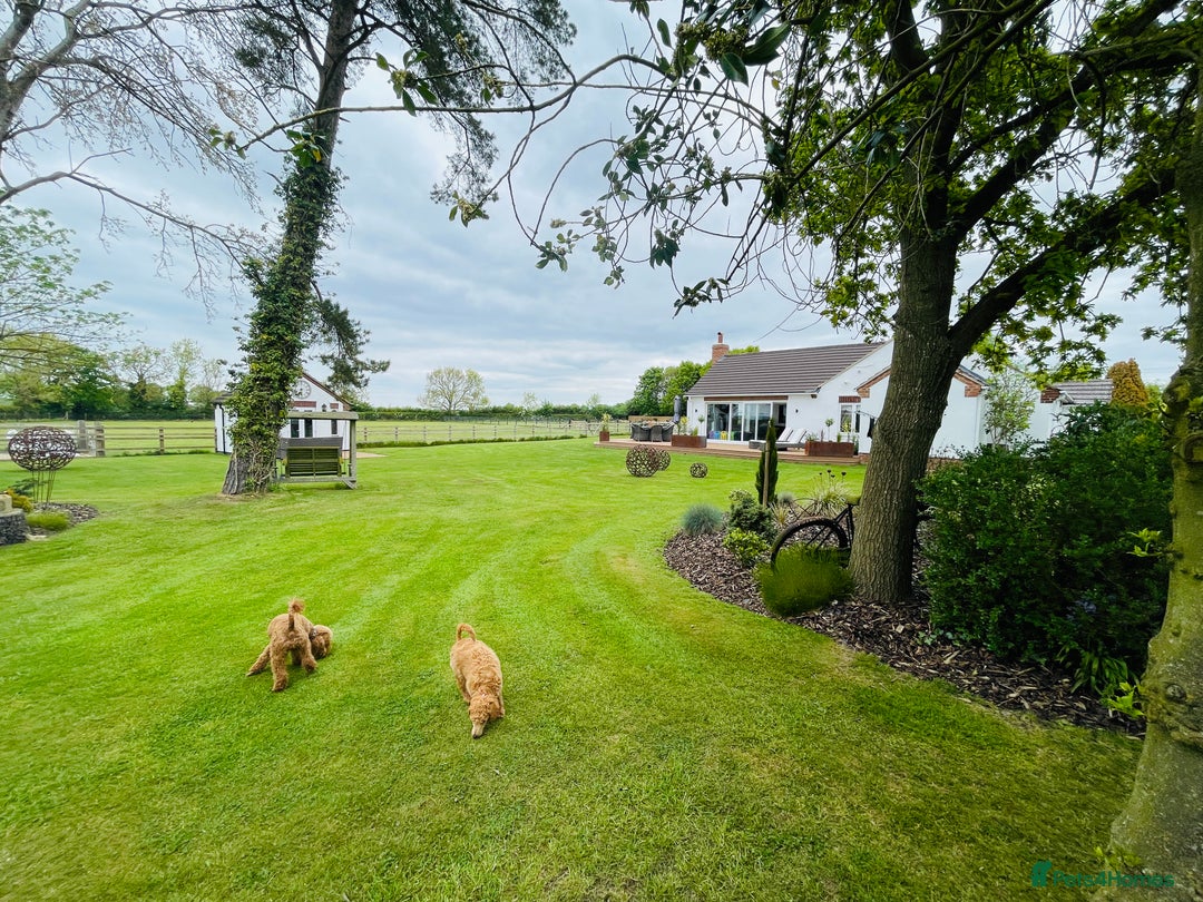 Miniature Poodle dogs for sale: KC HEALTH TEST PUPS - POLICE K9 TRAINER 5* BREEDER - Advert 28