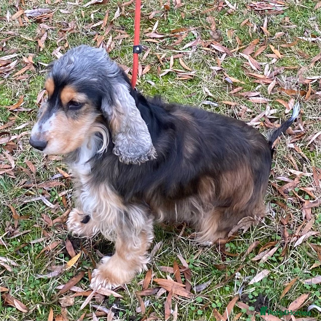 Cocker Spaniel dogs for sale: Adorable show cocker adult girls  - Advert 13