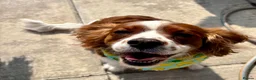 Cavalier King Charles Spaniel dogs for sale: 5 Beautiful Cavalier Puppies  in Stockport - Advert 19