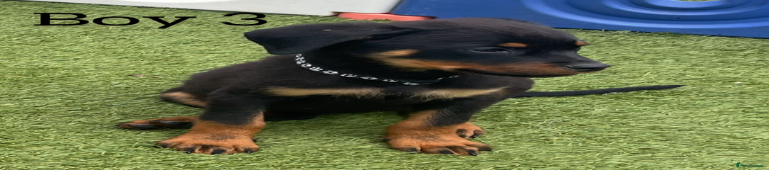 Rottweiler Puppy 3