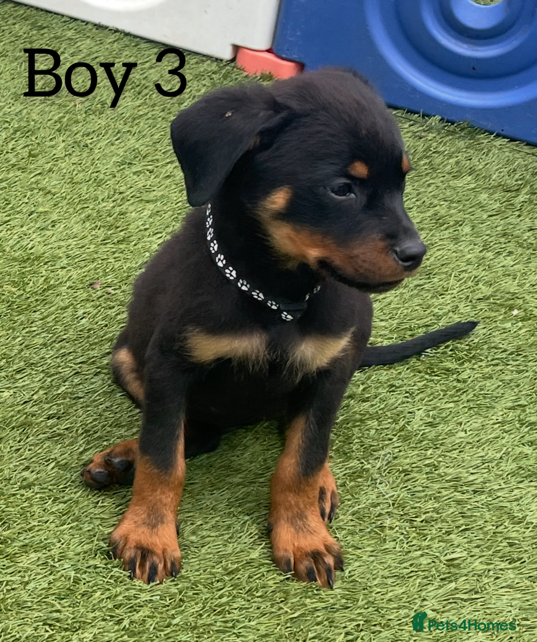 Rottweiler dogs for sale: 6 beautiful Rottweiler puppies for sale  - Image 5