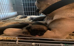 Cane Corso dogs for sale: Cane corsos puppies  - Advert 6