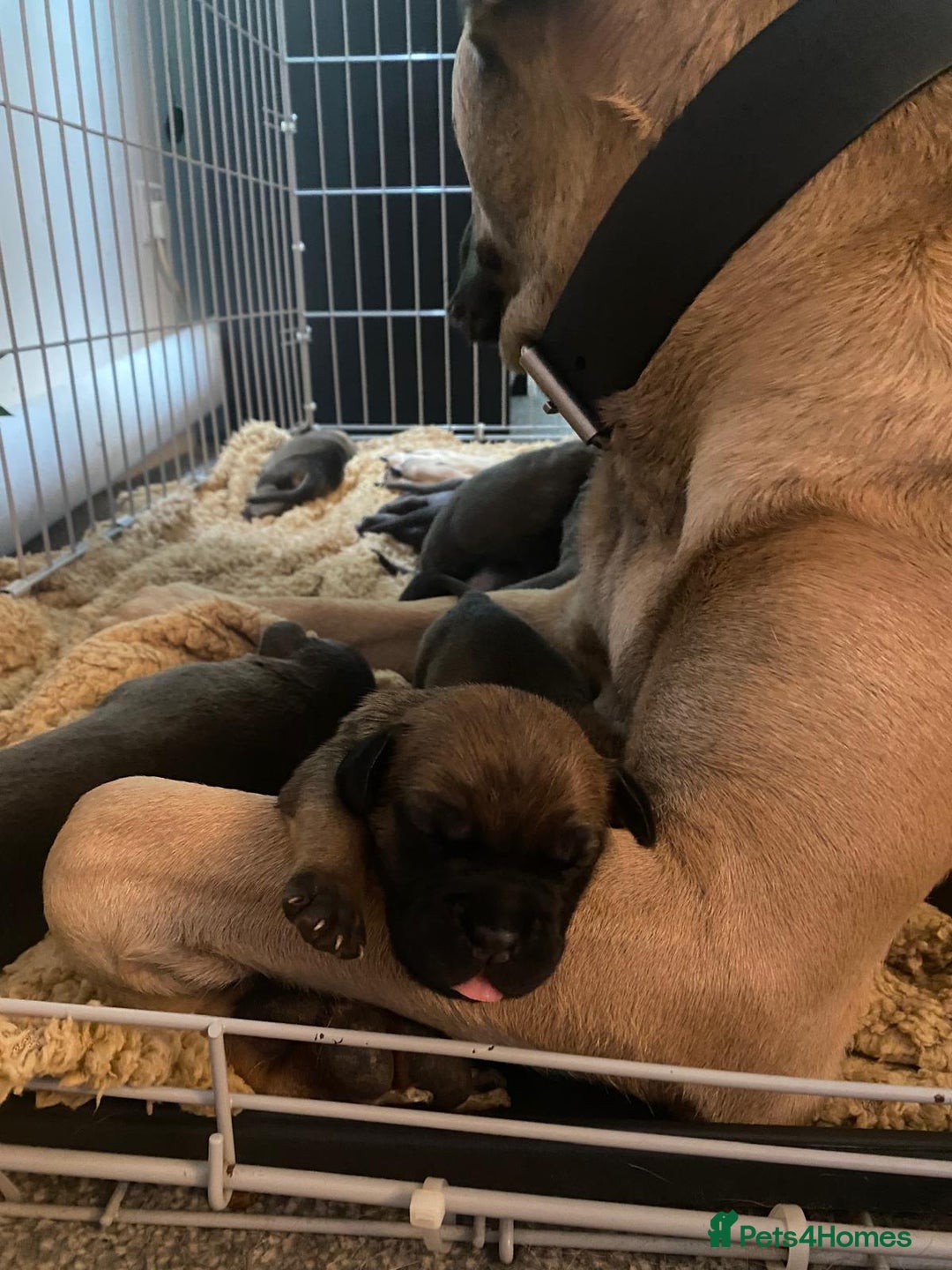 Cane Corso dogs for sale: Cane corsos puppies  - Advert 6