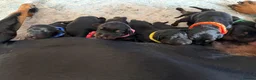 Dobermann dogs for sale: KC Registered big and strong Doberman puppies!! in Hawick - Advert 6