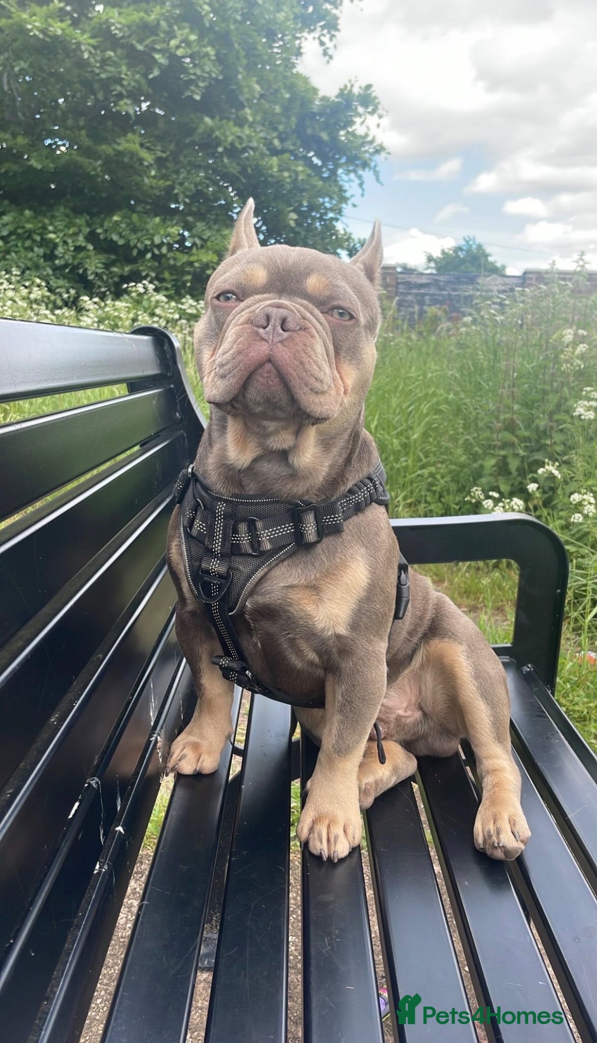 French Bulldog dogs Isabella Tan Frenchie for Stud - Advert 10