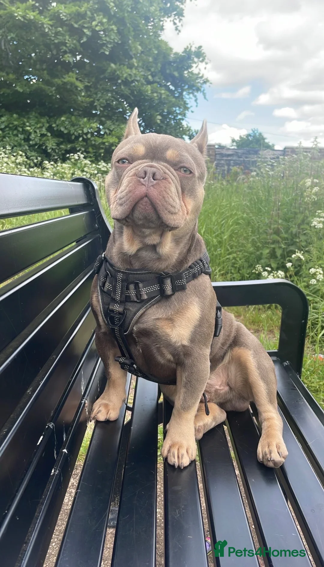 French Bulldog dogs for stud: Isabella Tan Frenchie for Stud in Nottingham - Advert 1