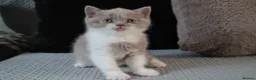 British Shorthair cats for sale: TICA British Shorthair & Longhair Kittens  - Advert 16