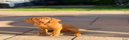 Hungarian Vizsla dogs for sale: Gunfield duel purpose - Exceptional Show & Working - Advert 4