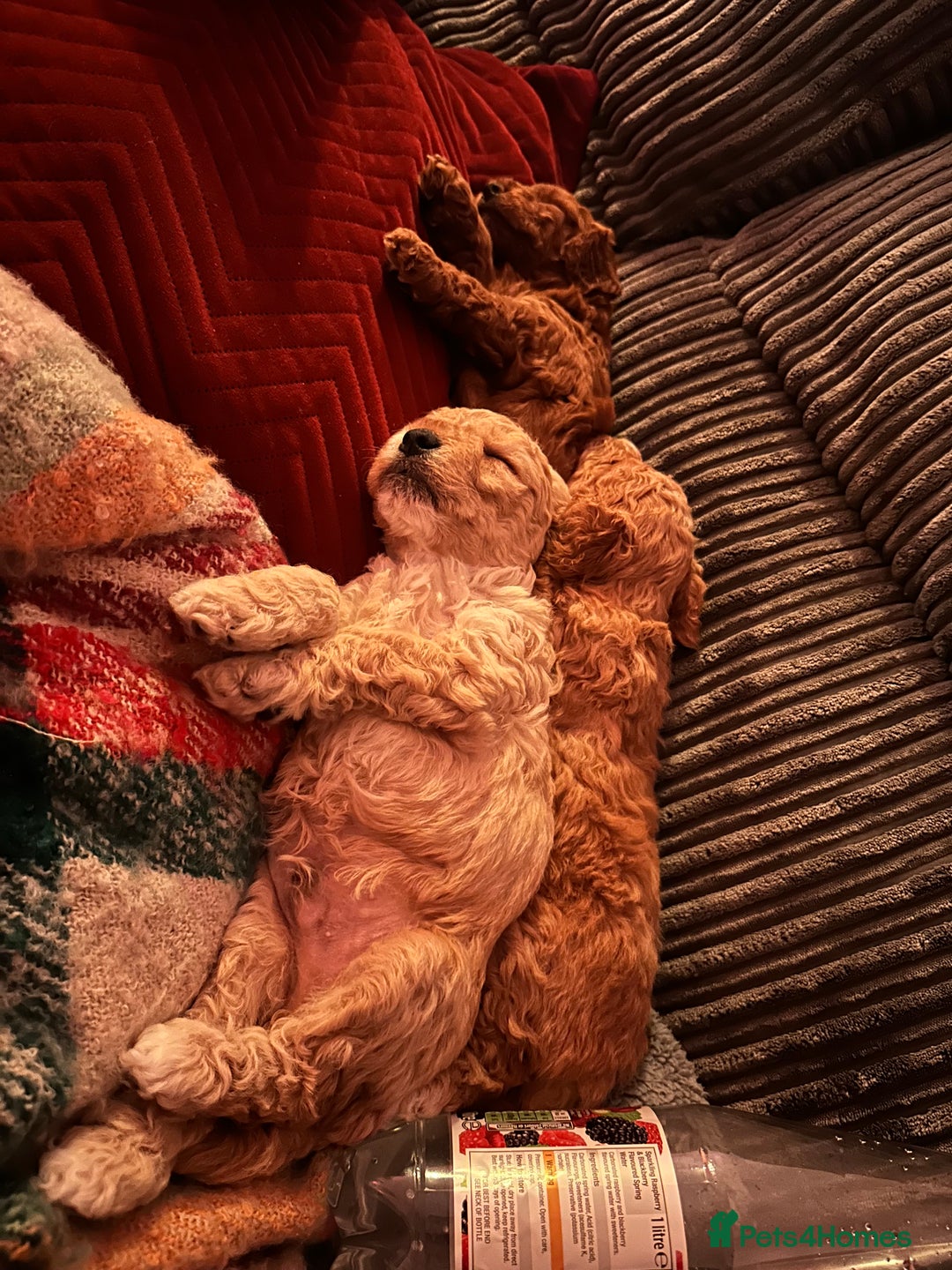 Cockapoo dogs for sale: Cockapoo puppies - Image 5