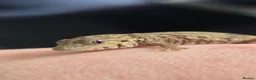 Gecko reptiles for sale: Breeding Trio chameleon gecko - Advert 5