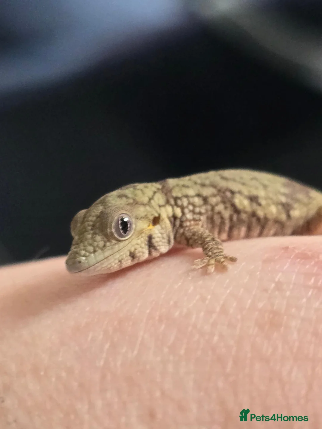 Gecko reptiles for sale: Breeding Trio chameleon gecko - Advert 5