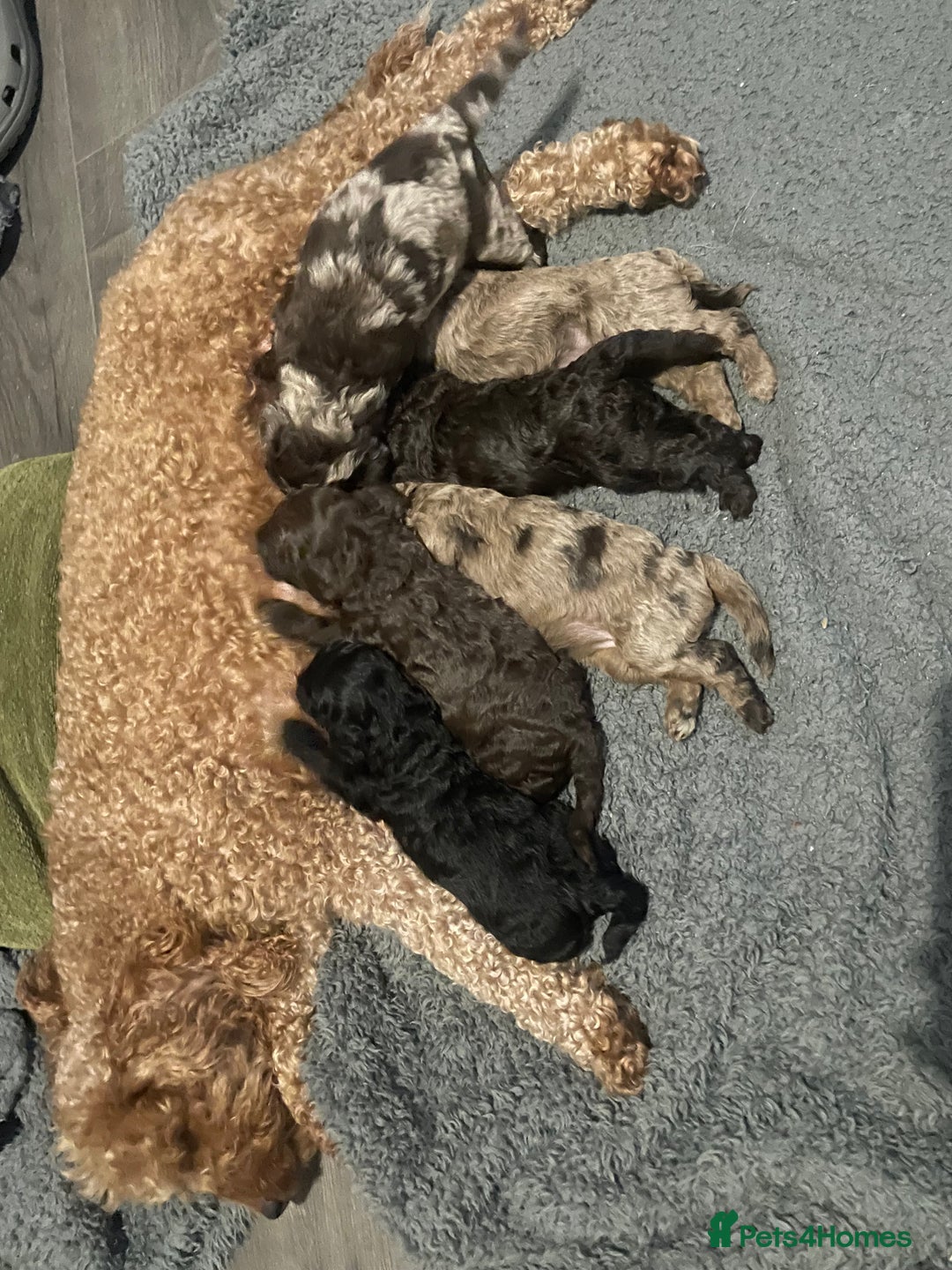 Cockapoo dogs for sale: Cockapoo puppies  - Image 3