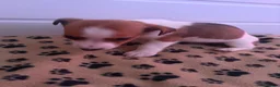 Jack Russell dogs for sale: Mini jack Russell puppies - Advert 20