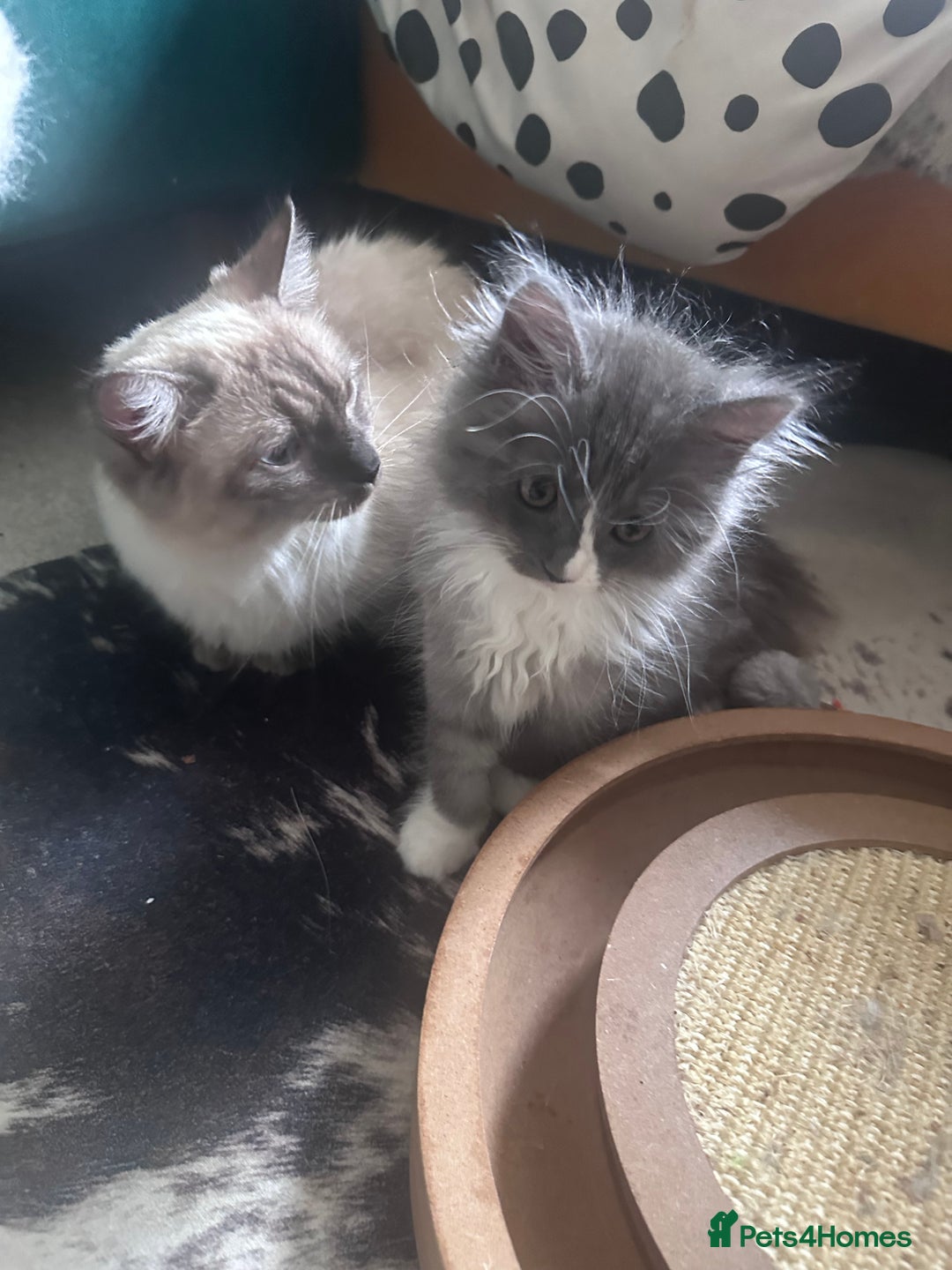 Ragdoll cats for sale: Beautiful Persia dolls  - Image 5
