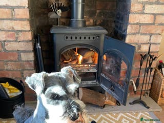 Miniature Schnauzer dogs Miniature Schnauzer for Stud in Liverpool - Advert 5