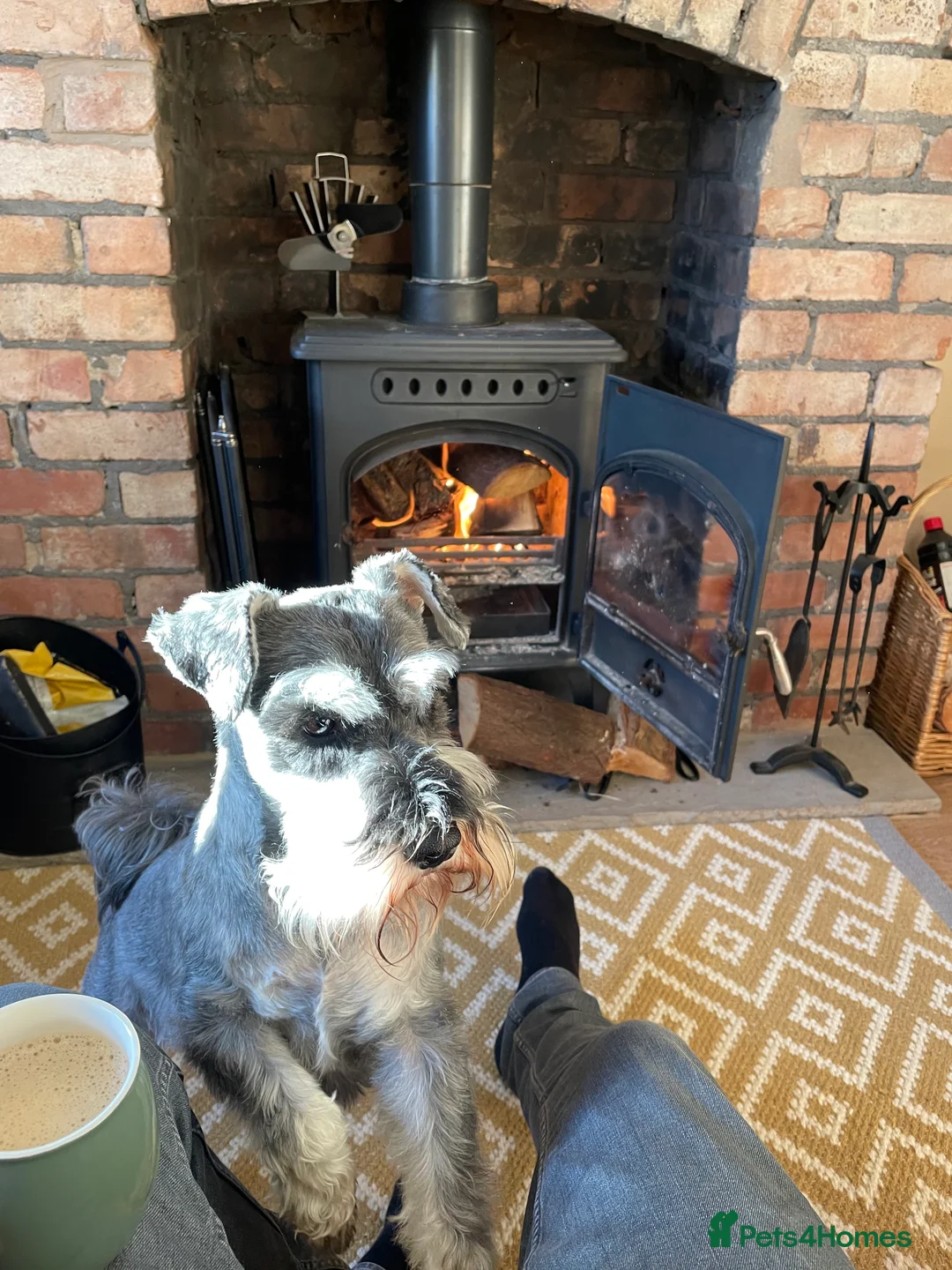 Miniature Schnauzer dogs for stud: Miniature Schnauzer for Stud in Liverpool - Advert 1
