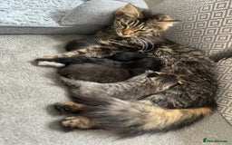 Domestic Shorthair cats for sale: Kittens  - Image 14