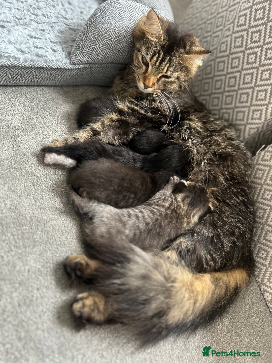 Domestic Shorthair cats for sale: Kittens  - Image 14