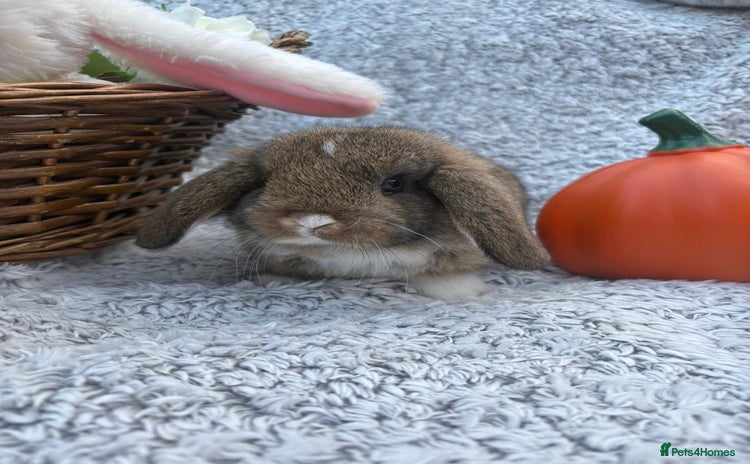 Mini Lop rabbits - Advert 3