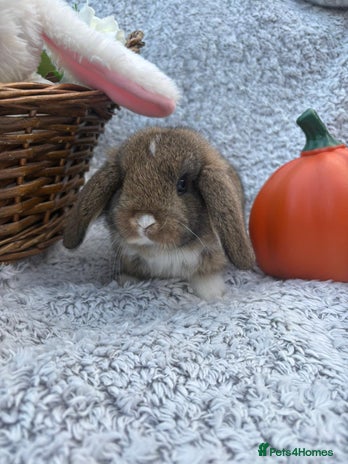 Mini Lop rabbits - Advert 3