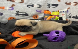 Pug dogs for sale: Pretty Female Pug Puppies x2 HEALTHY & HAPPY  - Image 3