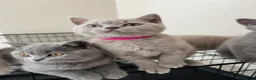 British Shorthair cats for sale: Lilac & Blue BSH’s GCCF available in 1 week 🩵💜 - Advert 26