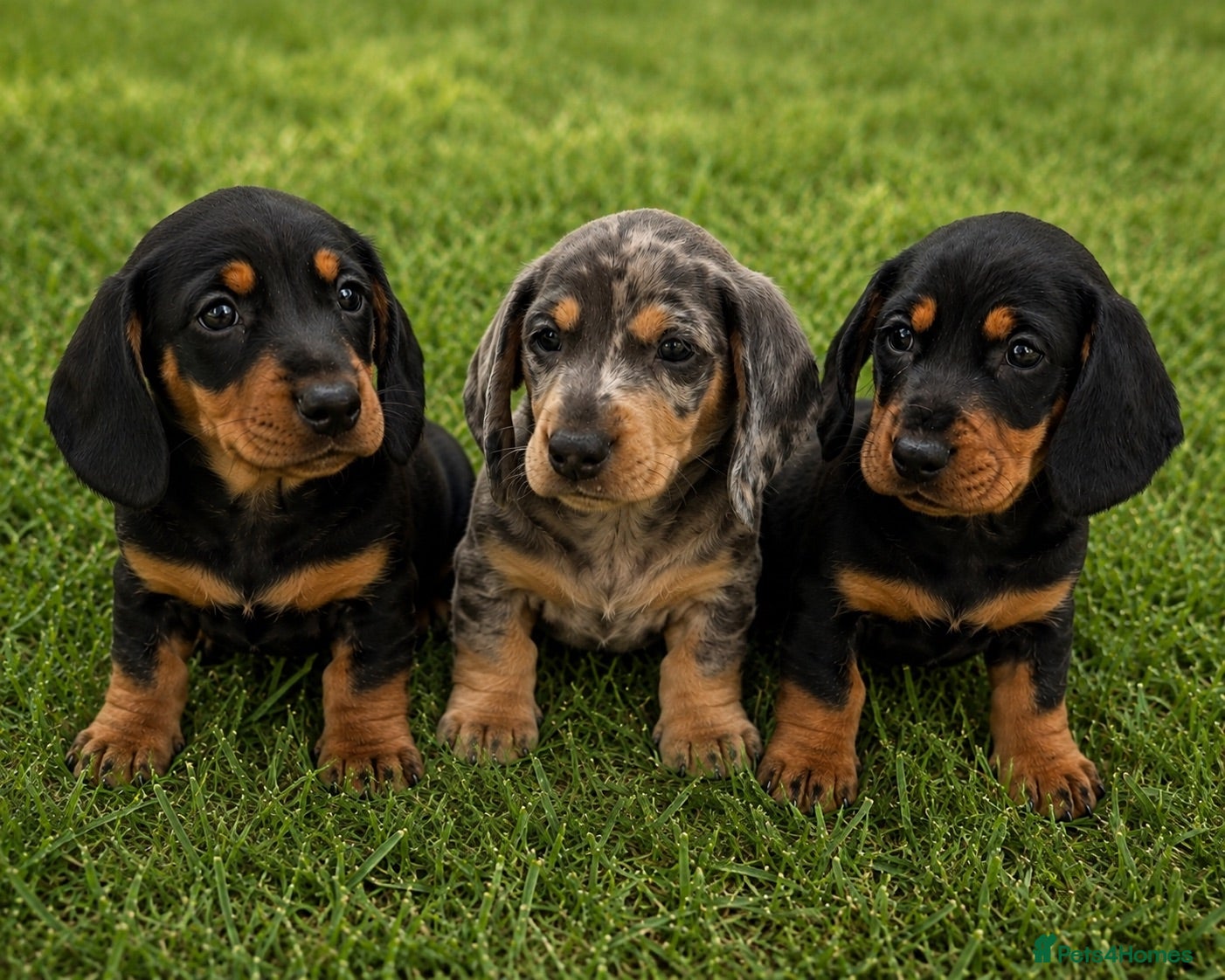 Dachshund dogs 3 Beautiful Dachshunds - Advert 6