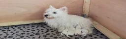 West Highland Terrier dogs for sale: KC registered - Beautiful 2 girls and 2 boys  - Advert 6