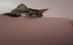 Maine Coon cats for sale: Maine coon cross kitten - Image 4