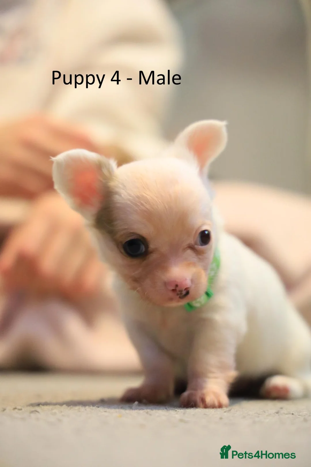 Chihuahua dogs for sale: Chihuahua Puppies in Crawley - Advert 8