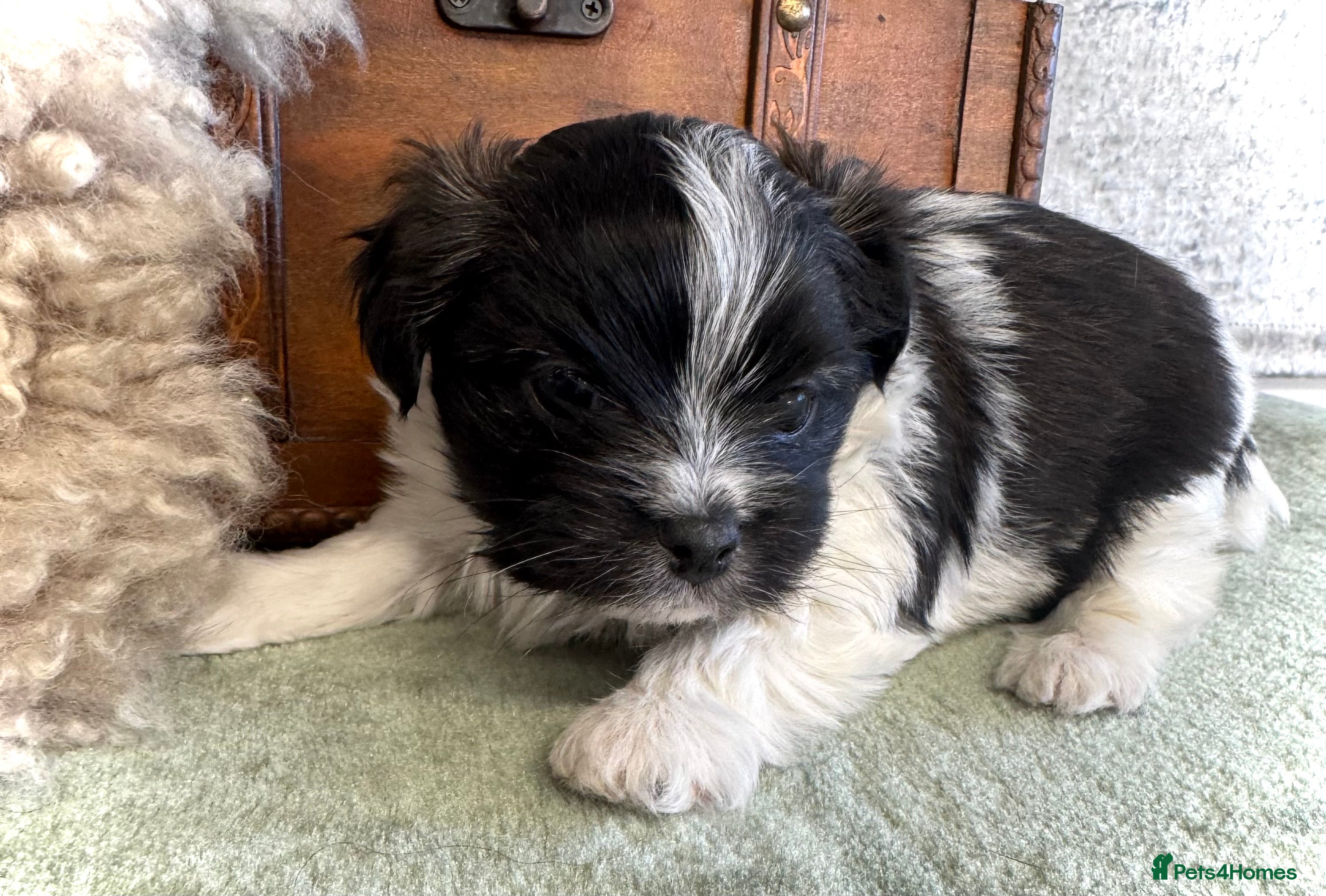 Maltese dogs Maltese x terrier - Advert 12