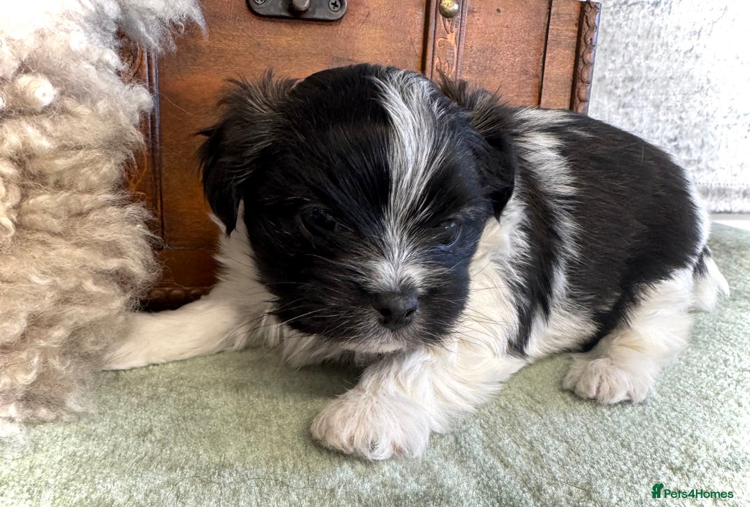 Maltese dogs for sale: Maltese x terrier - Advert 8